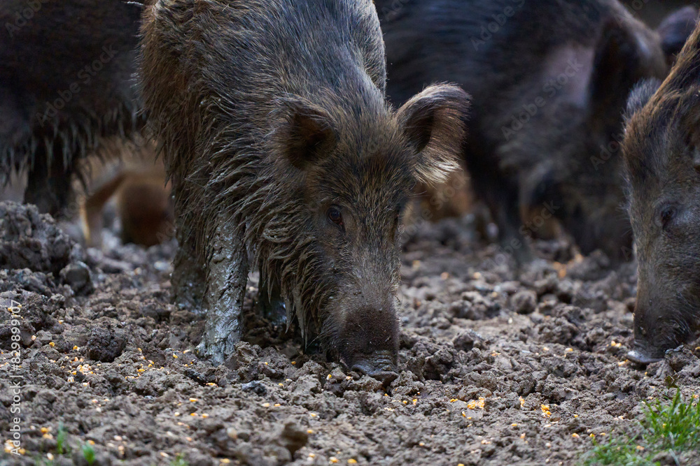 Herd of wild hogs rooting in the forest Herd of wild hogs rooting in the forest