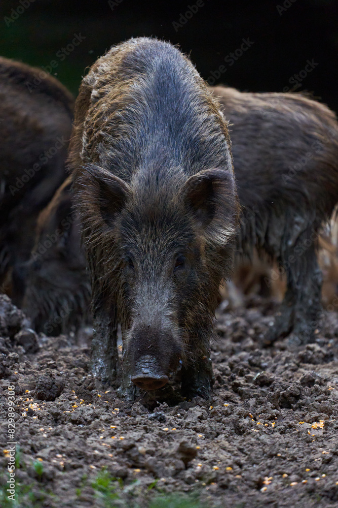 Herd of wild hogs rooting in the forest Herd of wild hogs rooting in the forest
