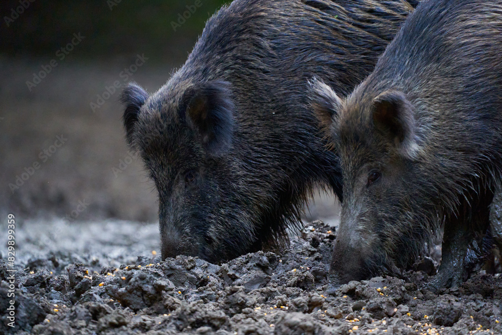 Herd of wild hogs rooting in the forest Herd of wild hogs rooting in the forest