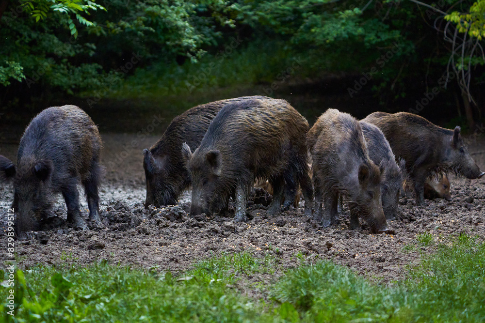 Herd of wild hogs rooting in the forest Herd of wild hogs rooting in the forest