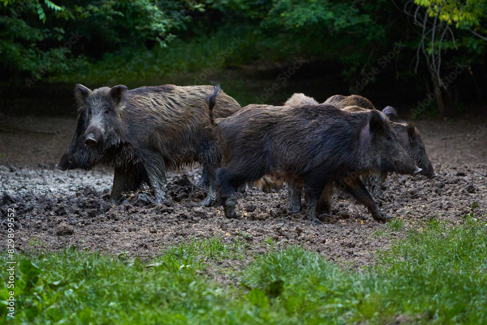 Herd of wild hogs rooting in the forest Herd of wild hogs rooting in the forest