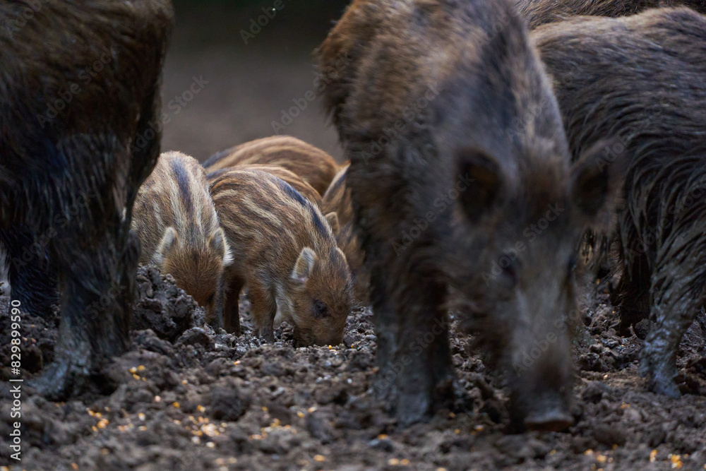 Herd of wild hogs rooting in the forest Herd of wild hogs rooting in the forest