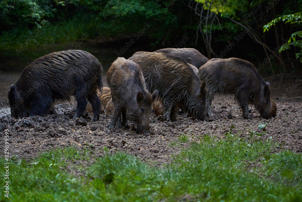 Herd of wild hogs rooting in the forest Herd of wild hogs rooting in the forest