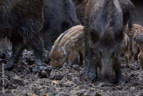 Herd of wild hogs rooting in the forest