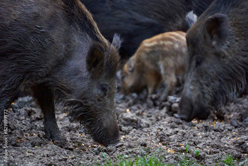 Herd of wild hogs rooting in the forest © Xalanx