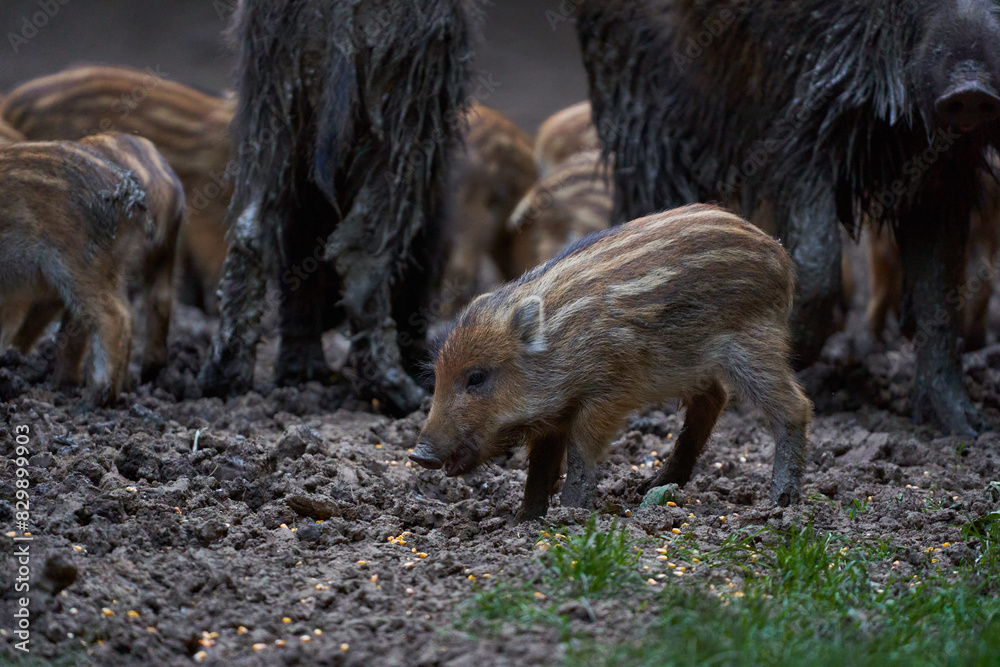 Herd of wild hogs rooting in the forest Herd of wild hogs rooting in the forest