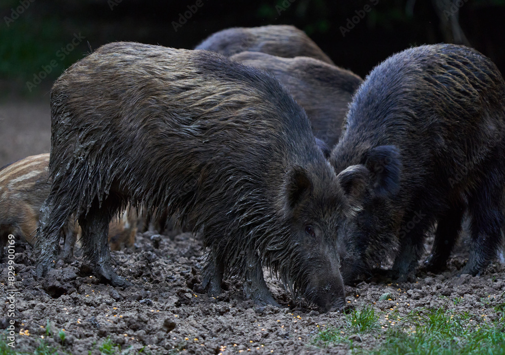 Herd of wild hogs rooting in the forest Herd of wild hogs rooting in the forest