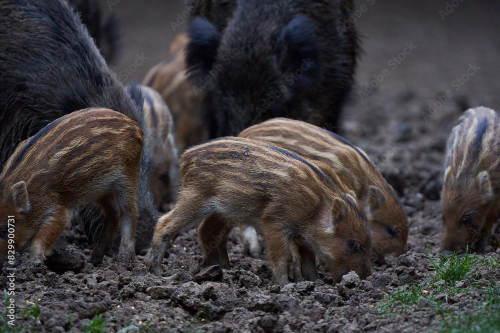 Herd of wild hogs rooting in the forest Herd of wild hogs rooting in the forest