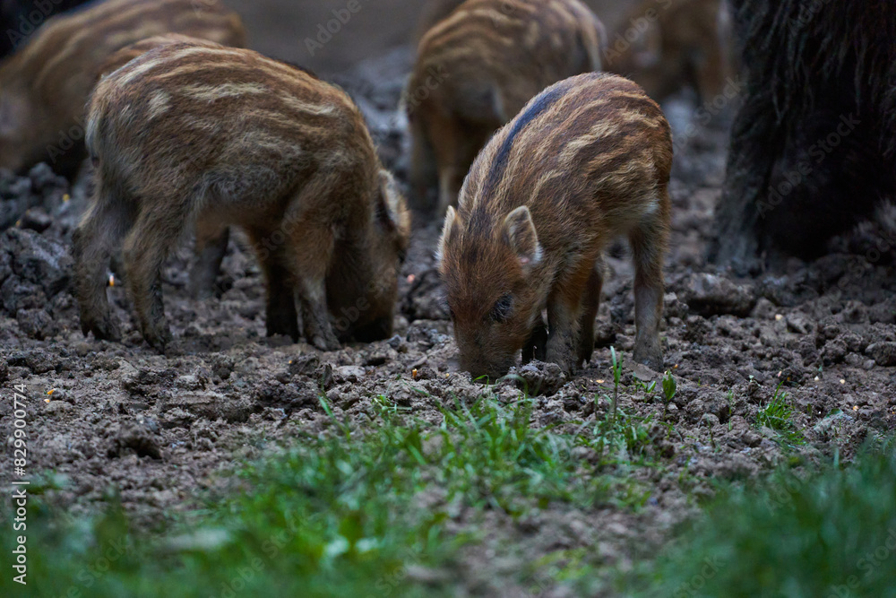 Herd of wild hogs rooting in the forest Herd of wild hogs rooting in the forest