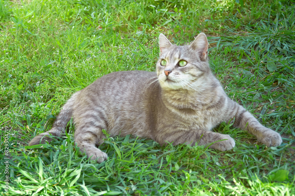 Cute gray cat lies in the green grass