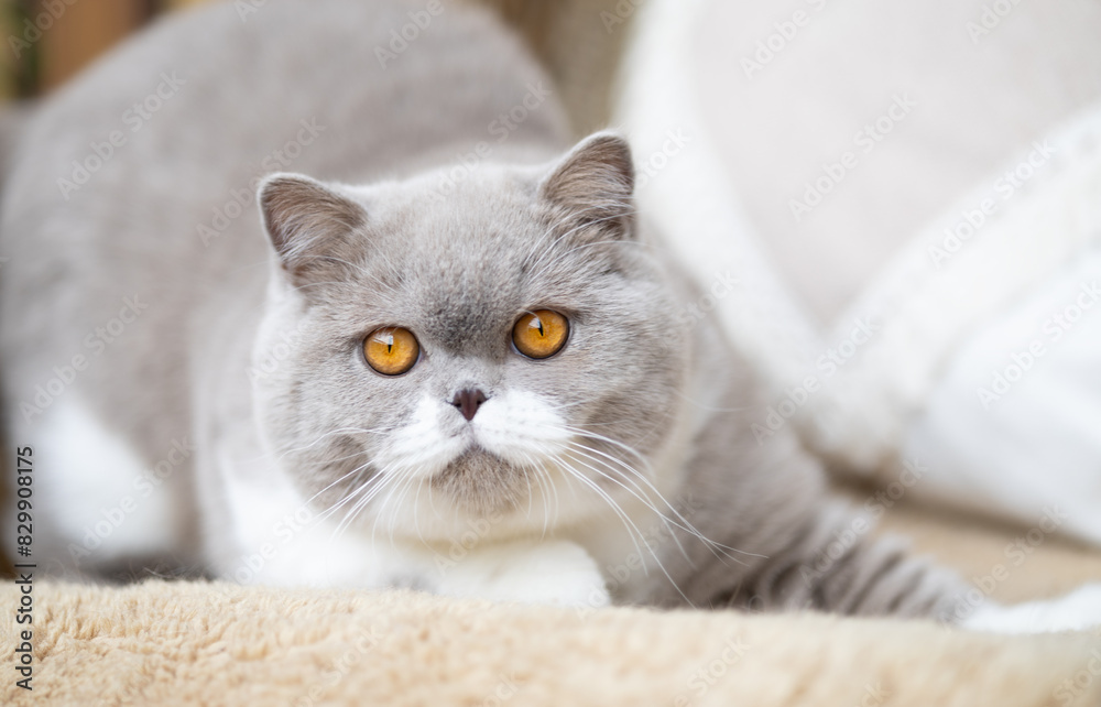 Obraz premium Edle Luxus Katze , imposant Britisch Kurzhaar und Langhaar