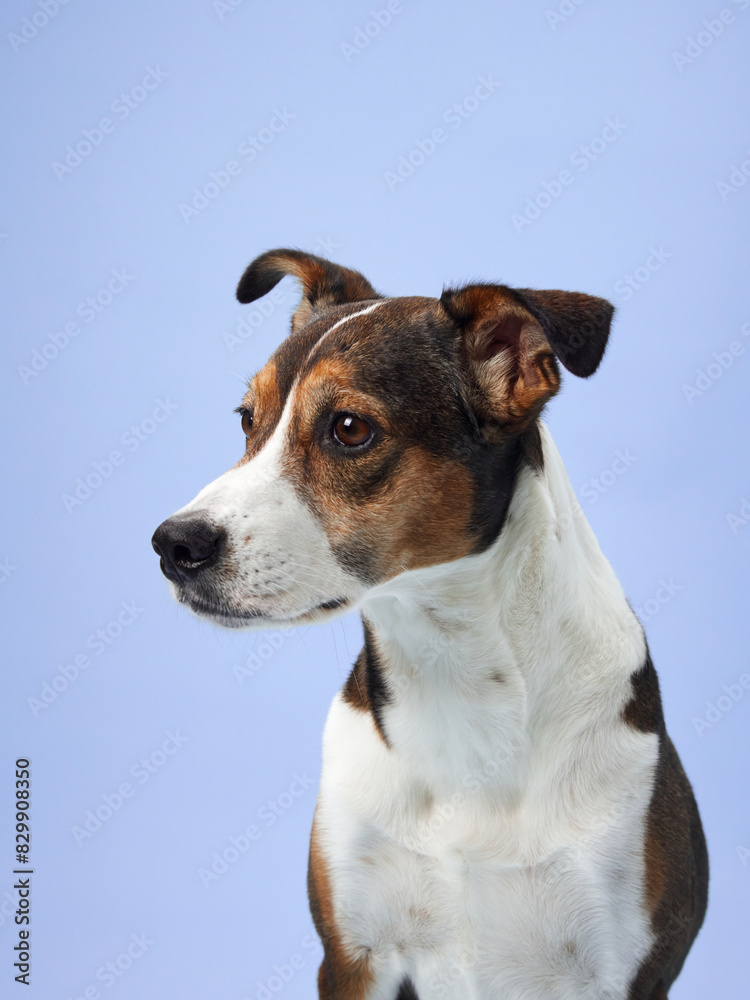 With perked ears and a soft gaze, the dog presents a profile full of character against a lavender backdrop