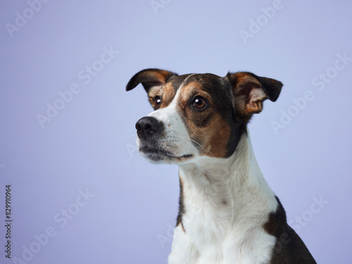 With perked ears and a soft gaze, the dog presents a profile full of character against a lavender backdrop