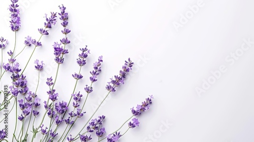 lavender flowers isolated on white floral stock photo