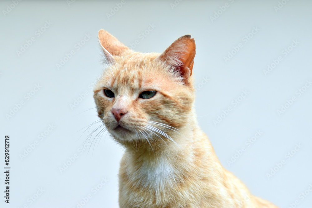 Detail of a stray cat with a white background Detail of a stray cat with a white background