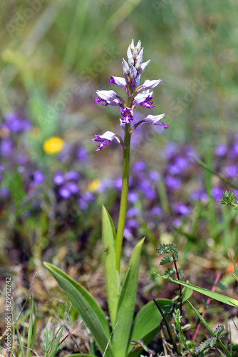 Fototapeta Naklejka Na Ścianę i Meble -  Wild orchid military orchid (Orchis militaris) in flower