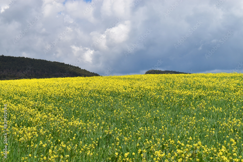 Fototapeta premium Field of turnips (Brassica rapa) with a stormy sky