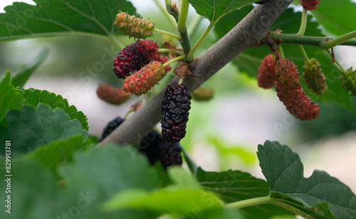 Black mulberry on a branch. A ripe mulberry on a branch with an unripe mulberry