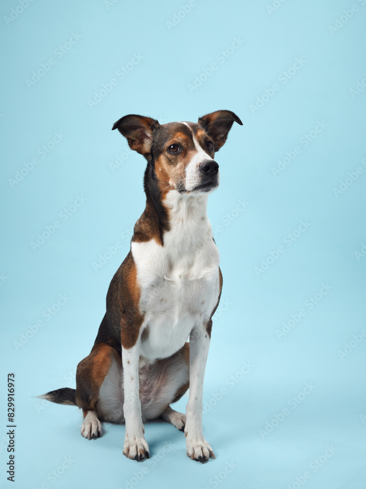 a mixed-breed dog sits elegantly against a tranquil blue background, exuding a sense of calm intelligence