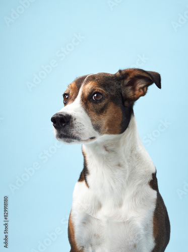 Fototapeta Naklejka Na Ścianę i Meble -  A poised mixed-breed dog poses against a soft blue backdrop, its playful character captured in a candid moment