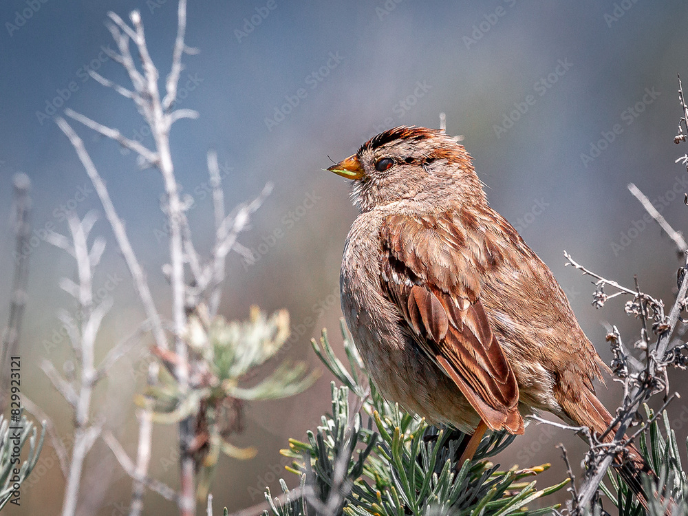 Fototapeta premium Song Sparrow