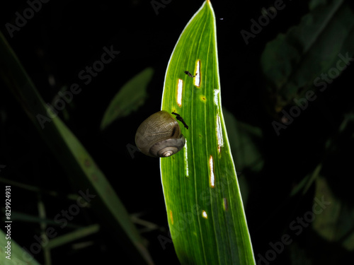 snail on a leaf macro