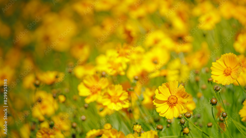 Beautiful yellow flowers (Lance-leaved coreopsis, lanceolata or basalis) are blooming on the meadow in may (green and orange unfocused background) Beautiful yellow flowers (Lance-leaved coreopsis, lanceolata or basalis) are blooming on the meadow in may (green and orange unfocused background)