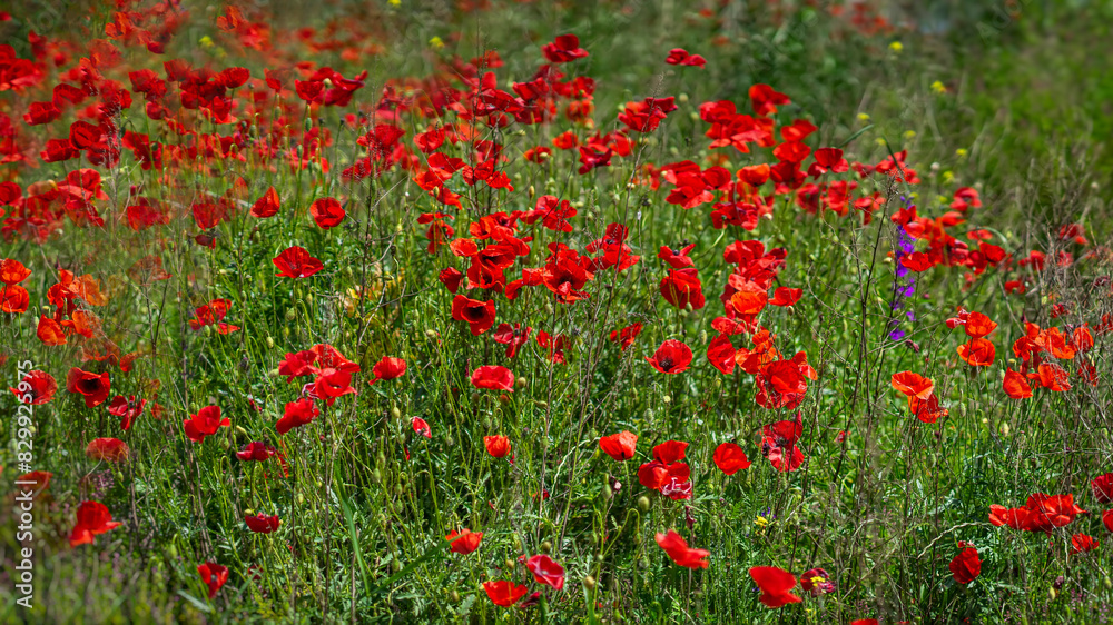 Natural landscape with blooming field of poppies, selective focus Natural landscape with blooming field of poppies, selective focus