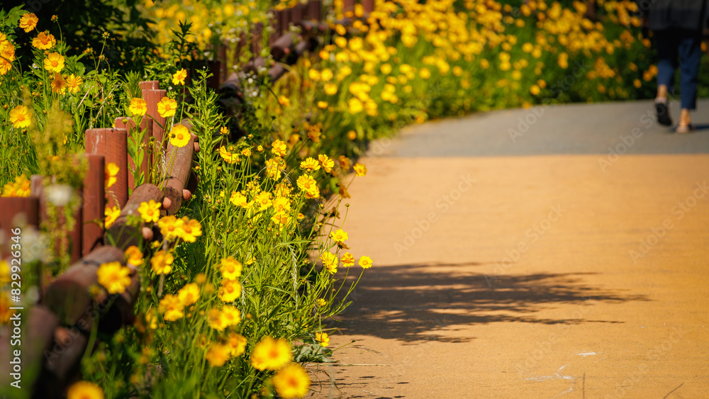Obraz premium Beautiful yellow flowers (Lance-leaved coreopsis, lanceolata or basalis) are blooming on the trail in may (green and orange unfocused background)