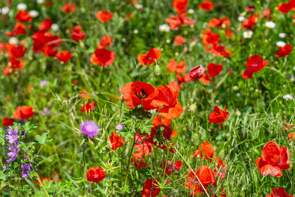 Beautiful nature background with red poppy flowers poppies in sunny summer day Beautiful nature background with red poppy flowers poppies in sunny summer day