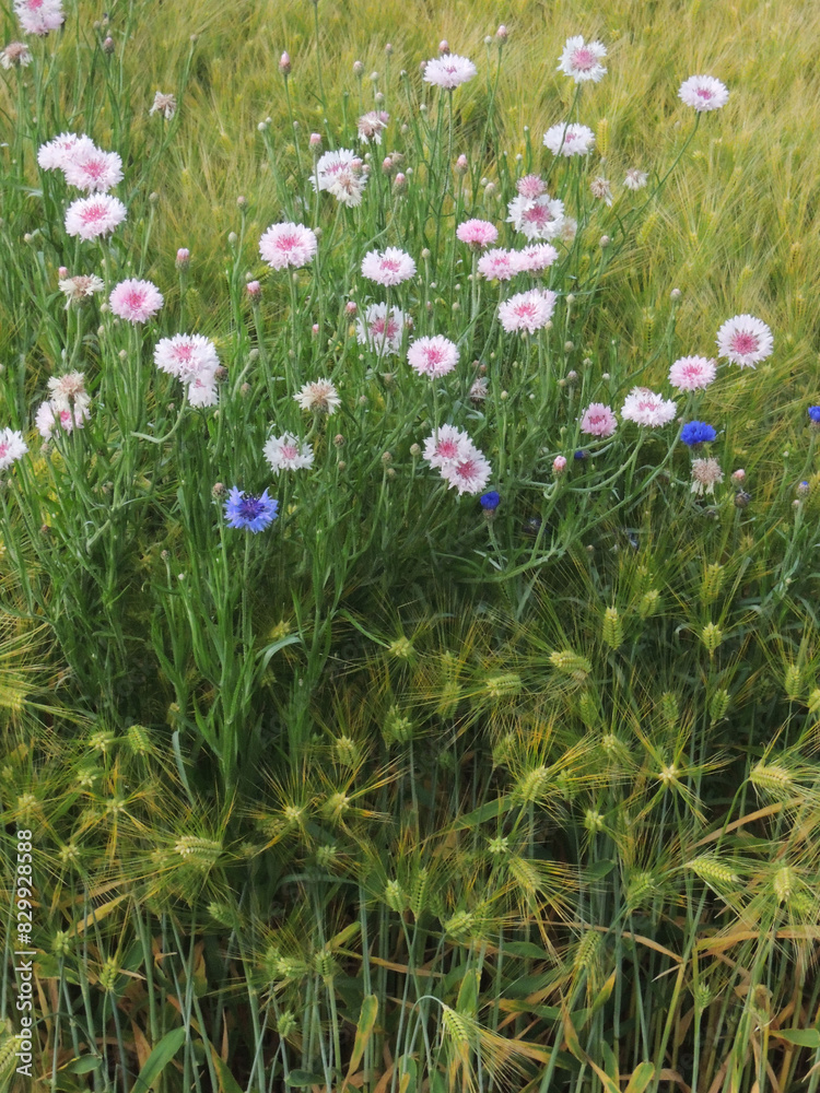 Obraz premium 麦畑となでしこの花（長野県）