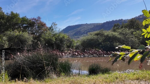 Safari Skyline At Rustenburg In North West South Africa. African Animals Landscape. Pilanesberg National Park. Rustenburg At North West South Africa. Big Five Animals. Wildlife Safari.