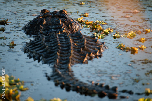 Tableau sur toile American Alligator lurking in the swamp