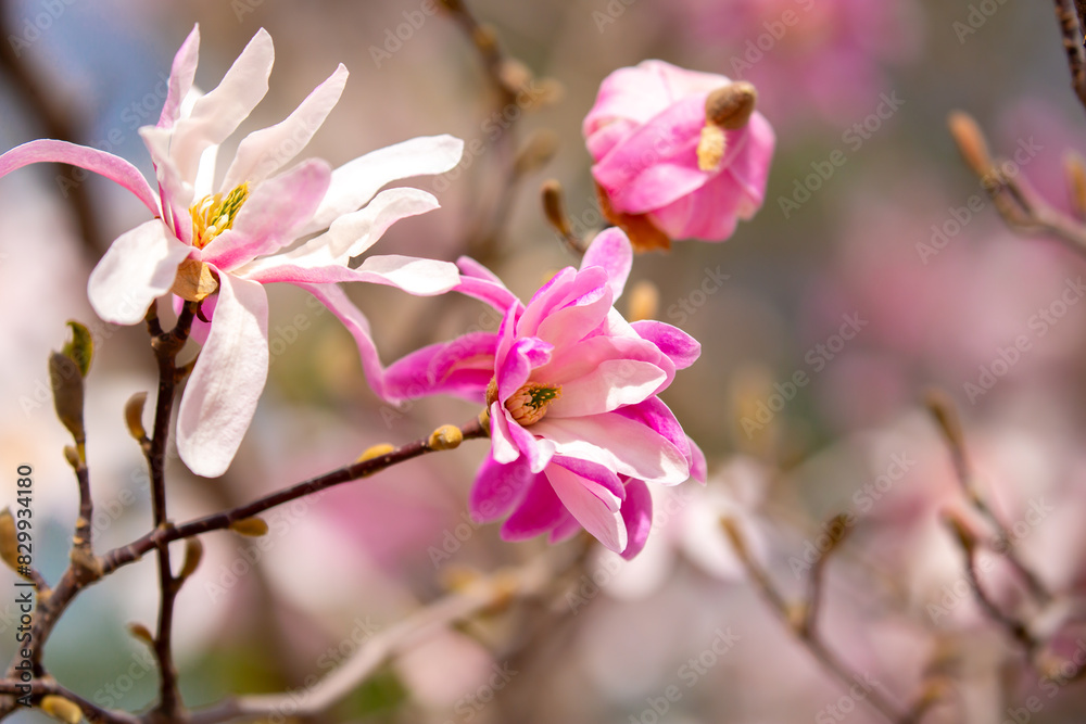 Blooming magnolia in spring. Beautiful buds of pink flowers close-up with blurred space for text. Blooming magnolia in spring. Beautiful buds of pink flowers close-up with blurred space for text.