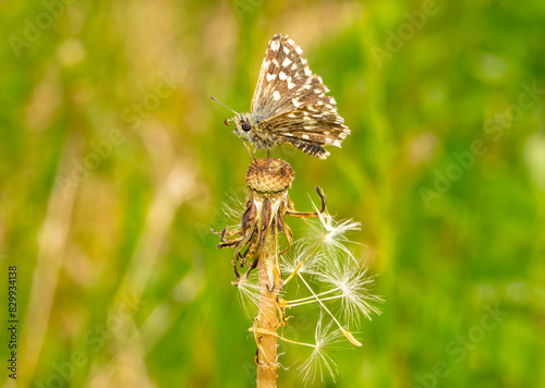 A butterfly sits on a fallen dandelion