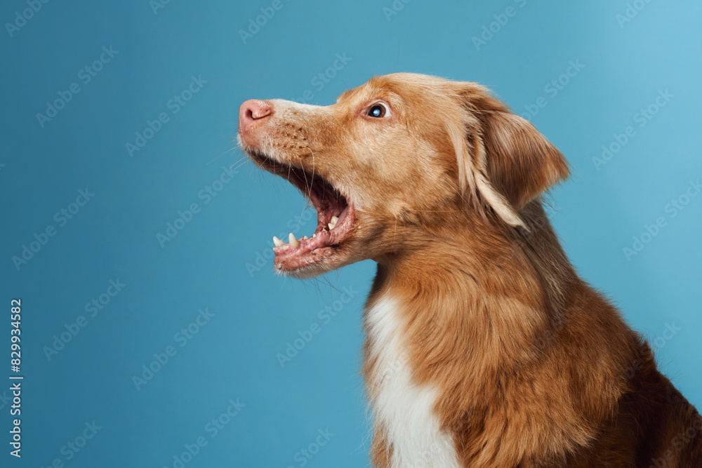 dog with open mouth. Nova Scotia Duck Tolling Retriever vocalizing energetically, set against a soothing blue backdrop, capturing the breed vivacious personality.