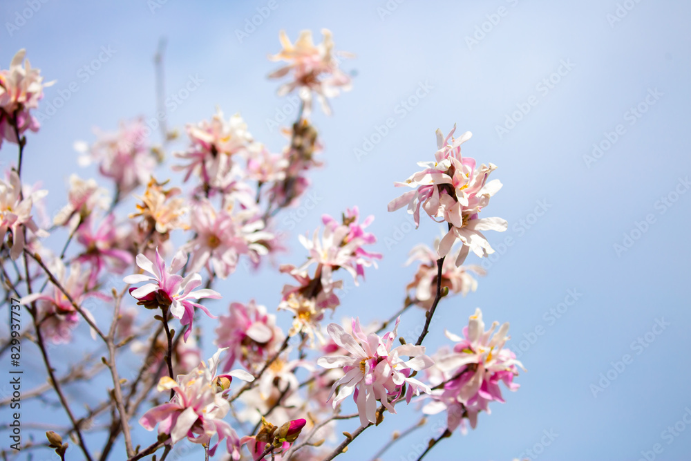 Blooming magnolia in spring. Beautiful buds of pink flowers close-up with blurred space for text. Blooming magnolia in spring. Beautiful buds of pink flowers close-up with blurred space for text.