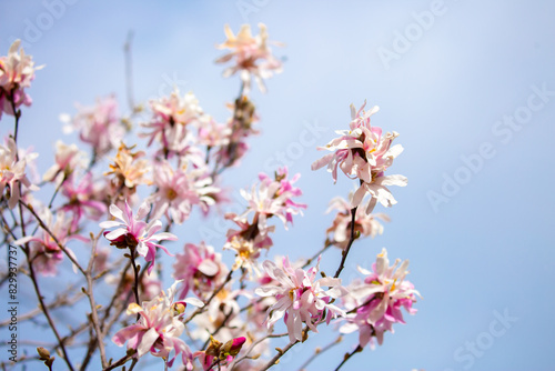 Blooming magnolia in spring. Beautiful buds of pink flowers close-up with blurred space for text.