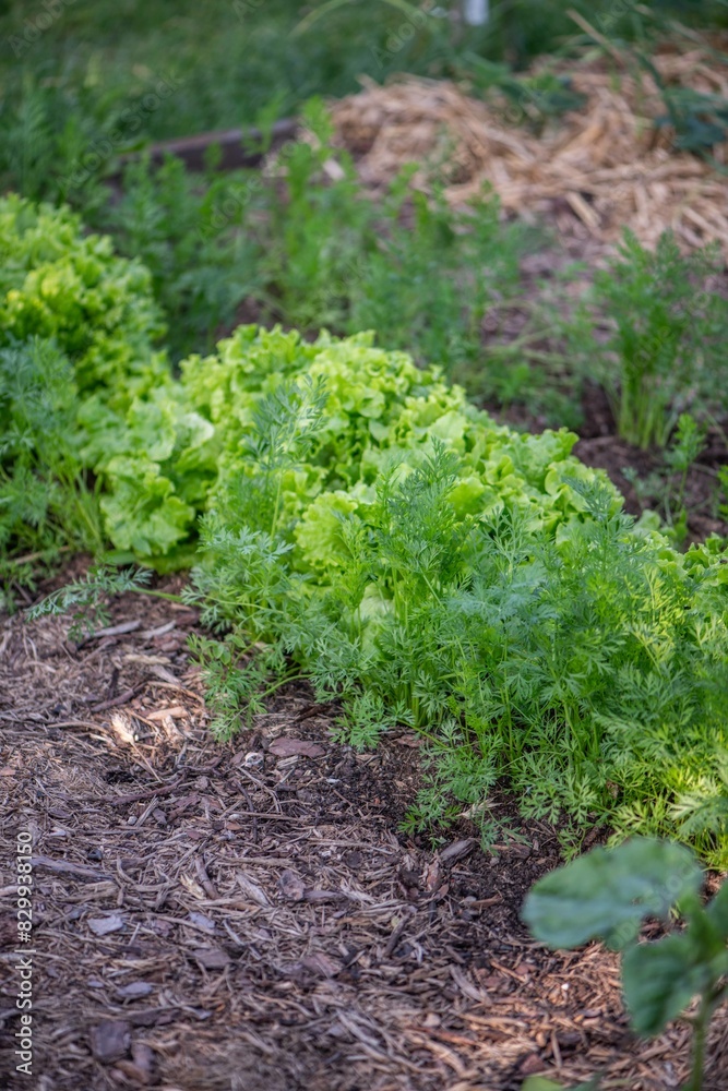 Obraz premium Gemüsebeet im Bauerngarten mit Möhren, Karotten anbauen, Gemüsegarten 