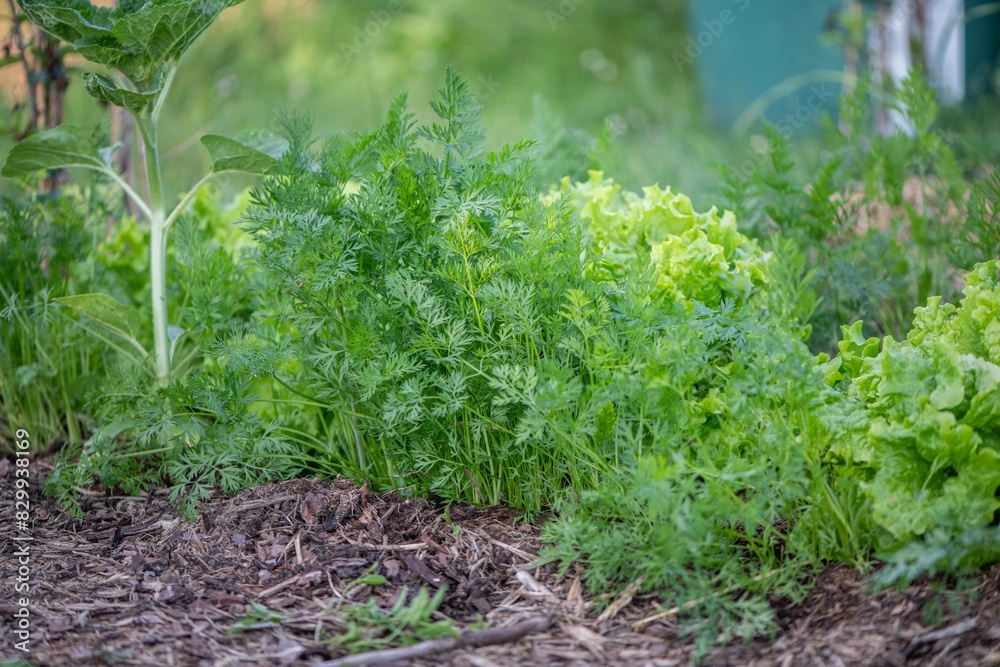 Gemüsebeet im Bauerngarten mit Möhren, Karotten anbauen, Gemüsegarten
Gemüsebeet im Bauerngarten mit Möhren, Karotten anbauen, Gemüsegarten