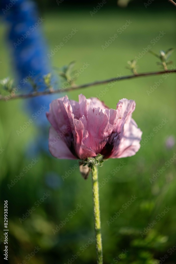 Fototapeta premium Mohnblume im Blumenbeet, Bauerngarten 