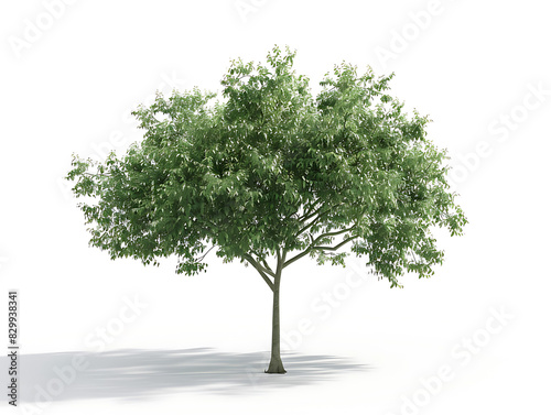 Green wide tree on white background