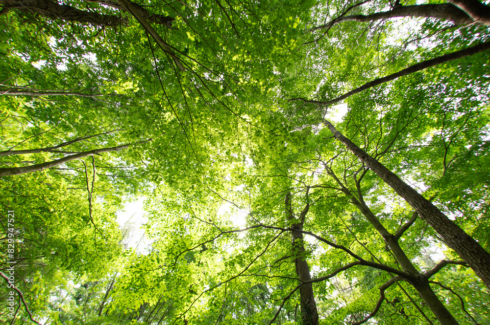 Naklejka premium 初夏の林道