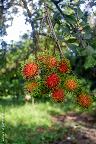 Rambutan, fresh fruit on the tree. Peel the skin and reveal the white flesh, very sweet and juicy.