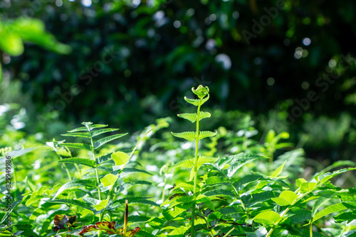 Vegetable garden in nature, fern family vegetables Growing vegetables organically