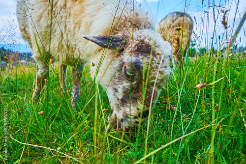 Closeup of the grazing sheep in Carpathians, Ukraine photo