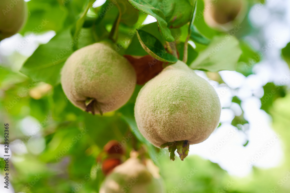 Two unripe quinces with their characteristic fluff hang from the quince branch during the summer. Two unripe quinces with their characteristic fluff hang from the quince branch during the summer.