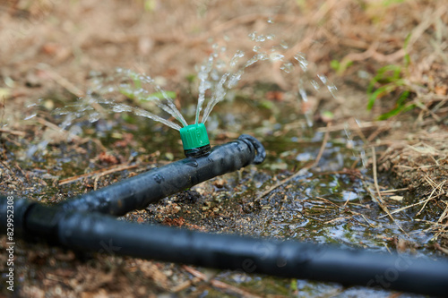 Dripper of an automatic irrigation system in operation pours the selected amount of water per hour.