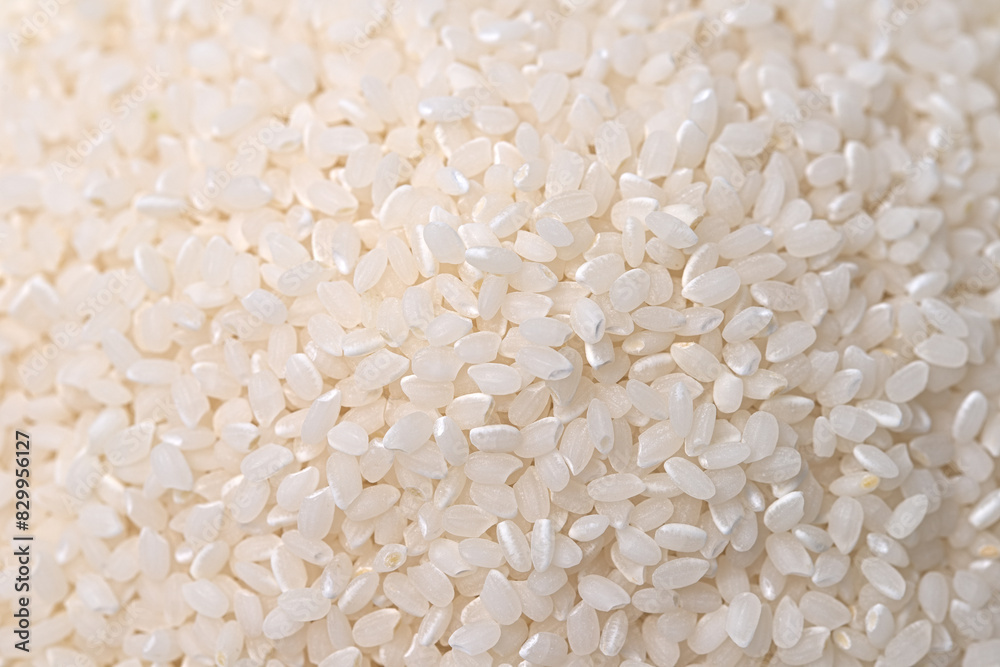 粒がそろって美味しそうな米粒 粒がそろって美味しそうな米粒