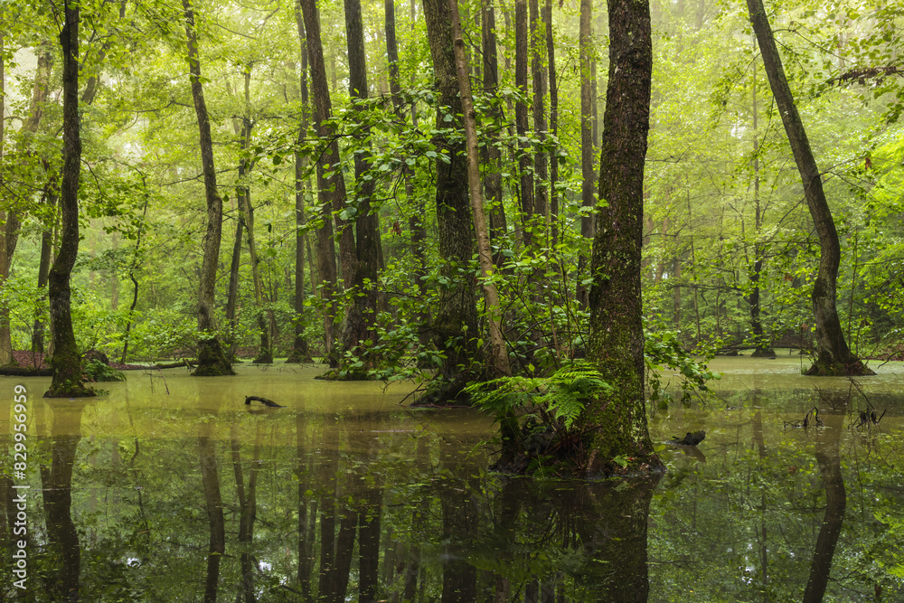 Spring swamp with green trees in morning misty fog. Czech landscape background Spring swamp with green trees in morning misty fog. Czech landscape background
